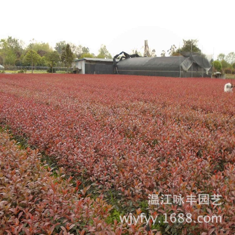 湖南紅葉石楠苗河南紅葉石楠云南紅葉石楠苗廣東紅葉石楠苗
