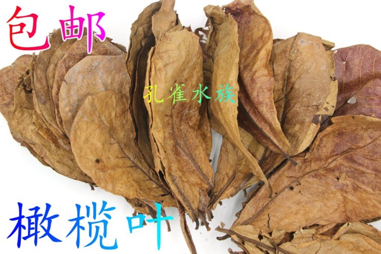 魚缸橄欖葉欖仁葉自然的水質(zhì)PH值單品1片懶人葉包郵