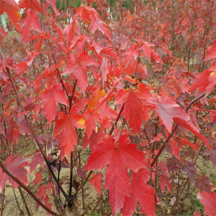 紅楓苗木 庭院別墅綠化苗木 觀花喬木紅楓樹(shù)苗 美國(guó)紅楓苗