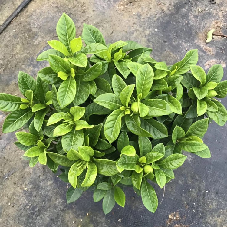 【基地直銷】批發(fā)開花植物 160#梔子花 喜陽綠植租擺盆栽 有香味