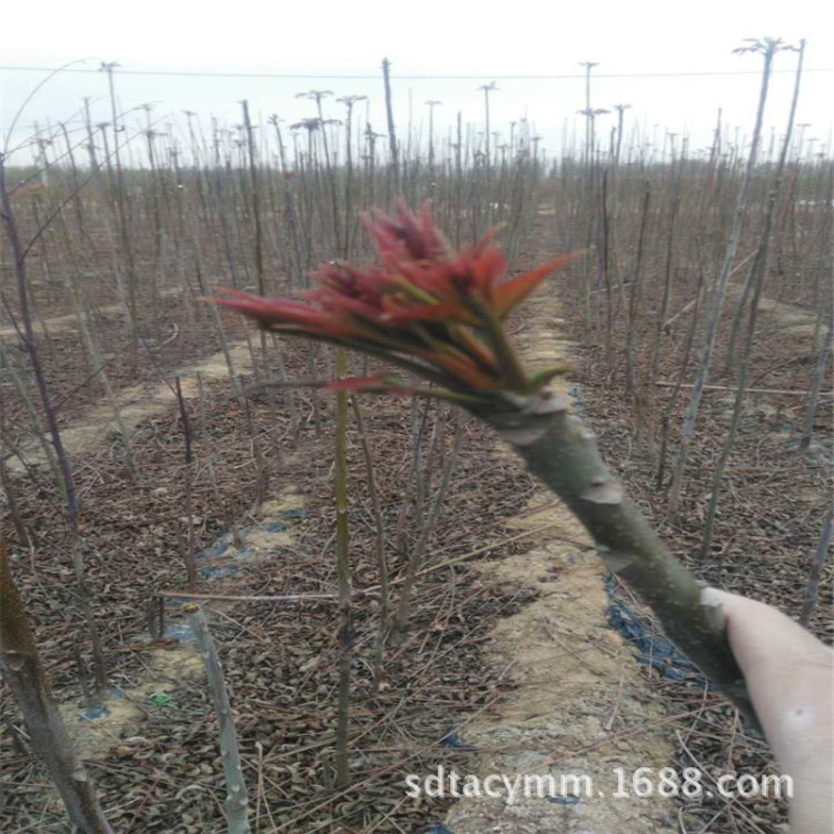 苗圃批發(fā)紅油香椿樹苗大棚和陸地栽培香椿苗均可產(chǎn)量高好管理