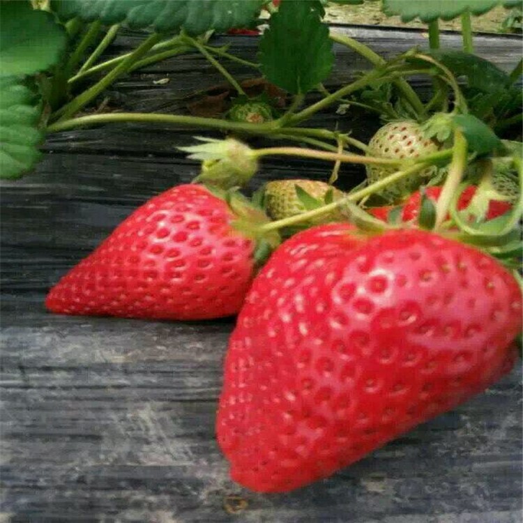 适合重庆地区种植的草莓品种 种草莓好吃 适合采摘园的草莓品种