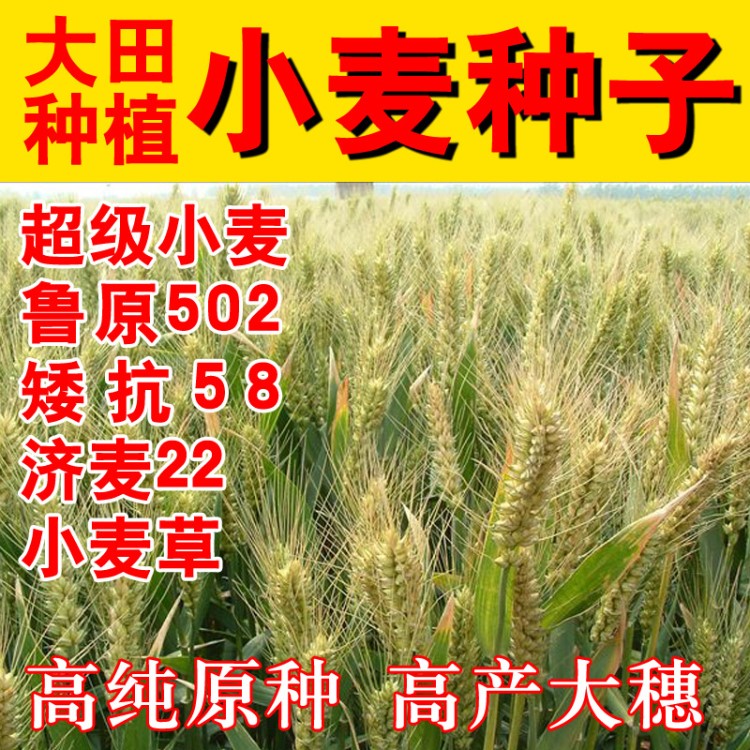 強(qiáng)筋冬小麥種子濟(jì)麥22 23魯原502矮稈抗倒大穗原種一斤