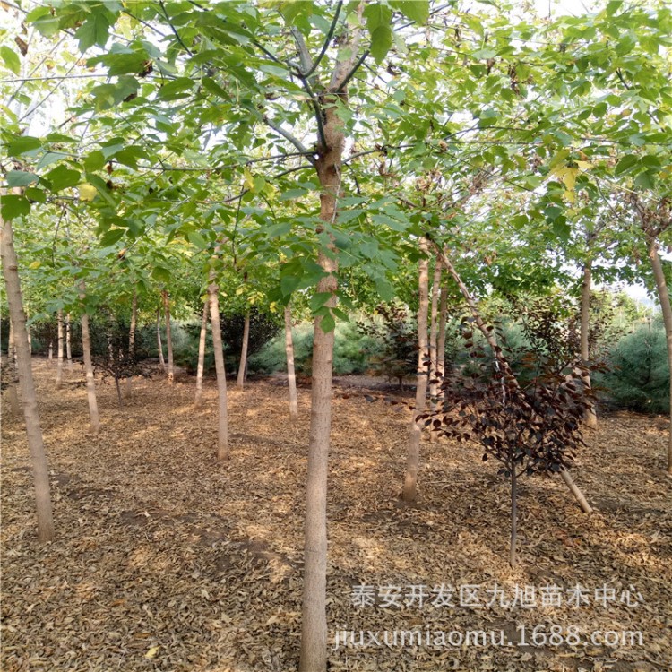 批發復葉槭 北美復葉槭 金葉復葉槭 規格 價格優惠