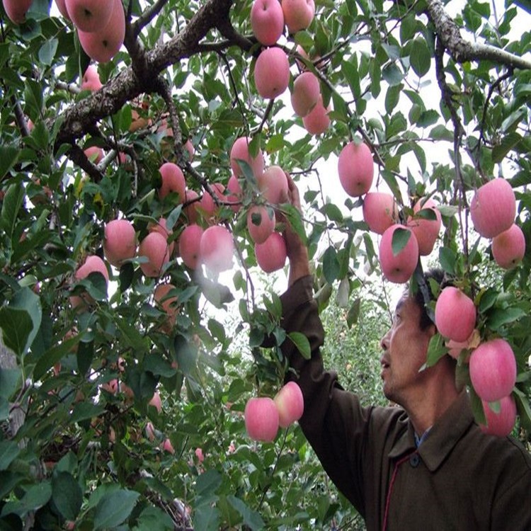 蘋果樹苗嫁接柱狀盆栽地栽矮化南方北方種植無花果藍(lán)莓櫻桃銀杏