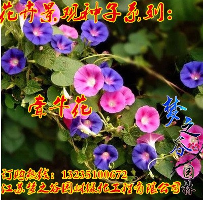 牵牛花种子爬藤混色园林景观工程绿化花种子斤装阳台盆栽四季播