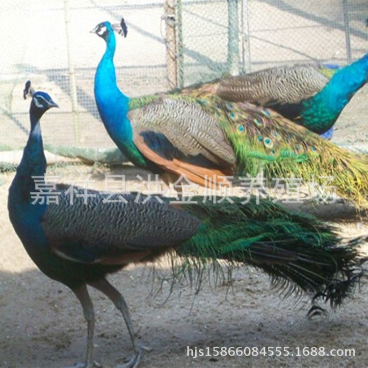 山東廠家 孔雀 鴕鳥 黑天鵝 羊駝觀賞動物銷售 活體出售品種全