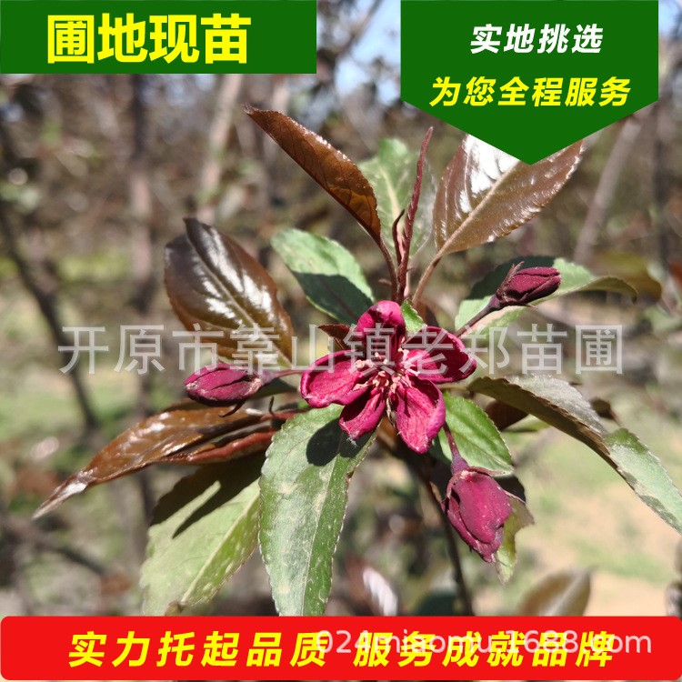  族海棠 紅寶石海棠 魔力海棠 紅肉海棠 東北海棠苗木基地