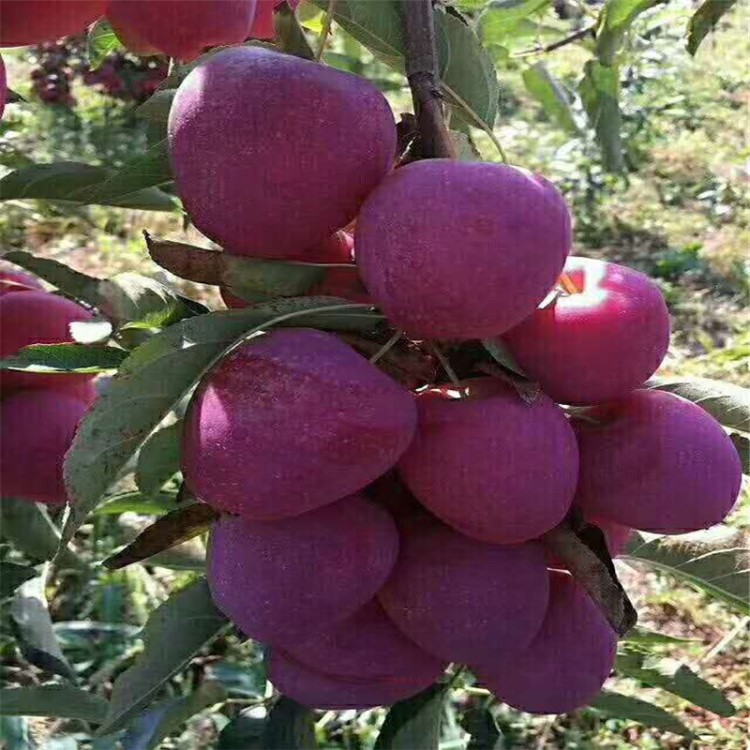 批發(fā)紅肉蘋果苗雞心果矮化大棚種植品種量大價(jià)低量嫁接蘋果苗