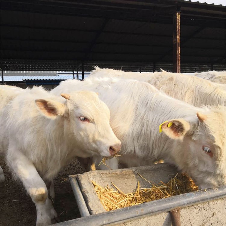 夏洛莱牛 夏洛莱小牛犊价格 大型夏洛莱肉牛养殖场