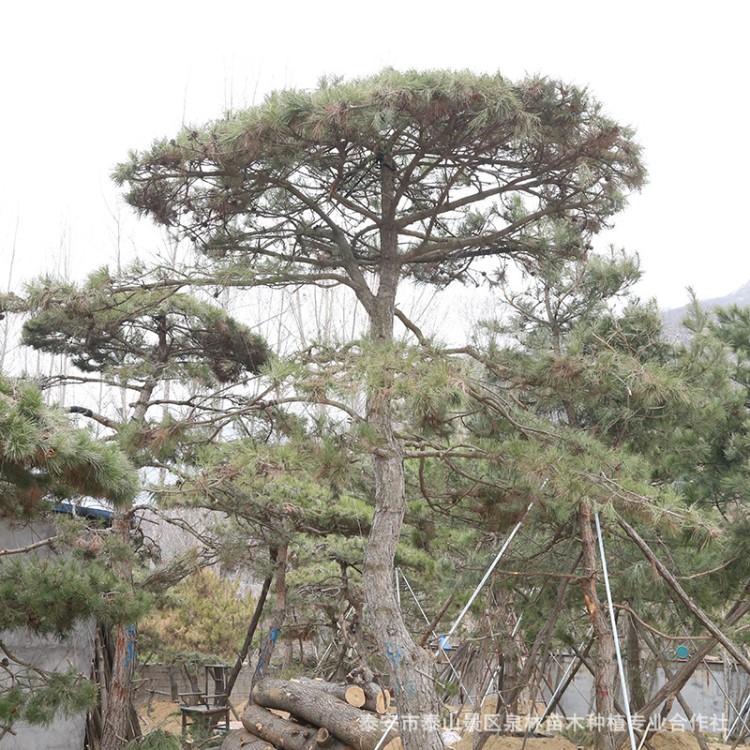 天弘苗木供應(yīng)2米油松 苗圃種植 非山苗 樹形飽滿 帶土 泰安油松