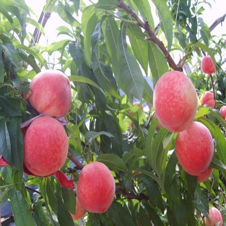 桃樹(shù)苗蟠桃黃桃果樹(shù)苗嫁接桃樹(shù)苗陽(yáng)山水蜜桃苗庭院果樹(shù)油桃盆栽