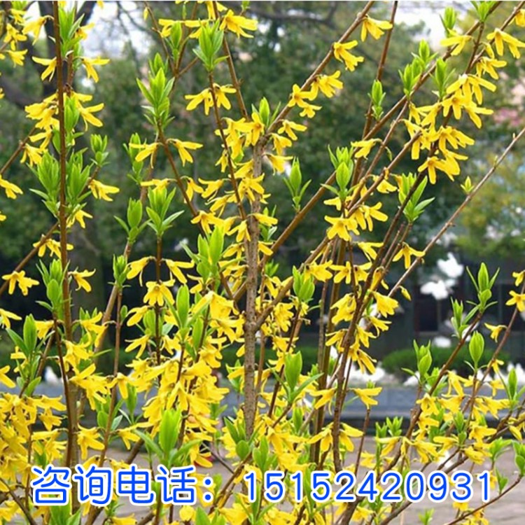 綠化庭院行道工程苗木 黃金連翹小苗 黃老虎樹苗 多年叢生連翹