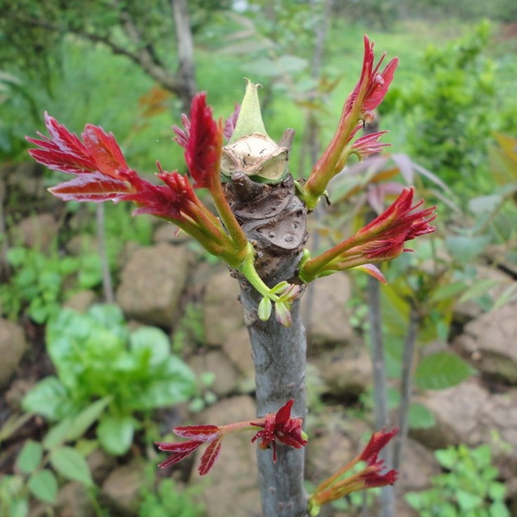 香椿苗紅油香椿樹苗果樹苗盆栽南北方紅頭芽苗菜蔬菜果樹苗