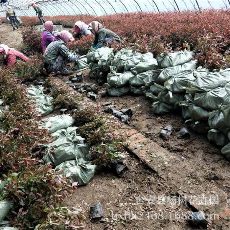 辽宁花卉基地销售密枝红叶李营养钵苗产地直销耐寒花卉苗木草坪