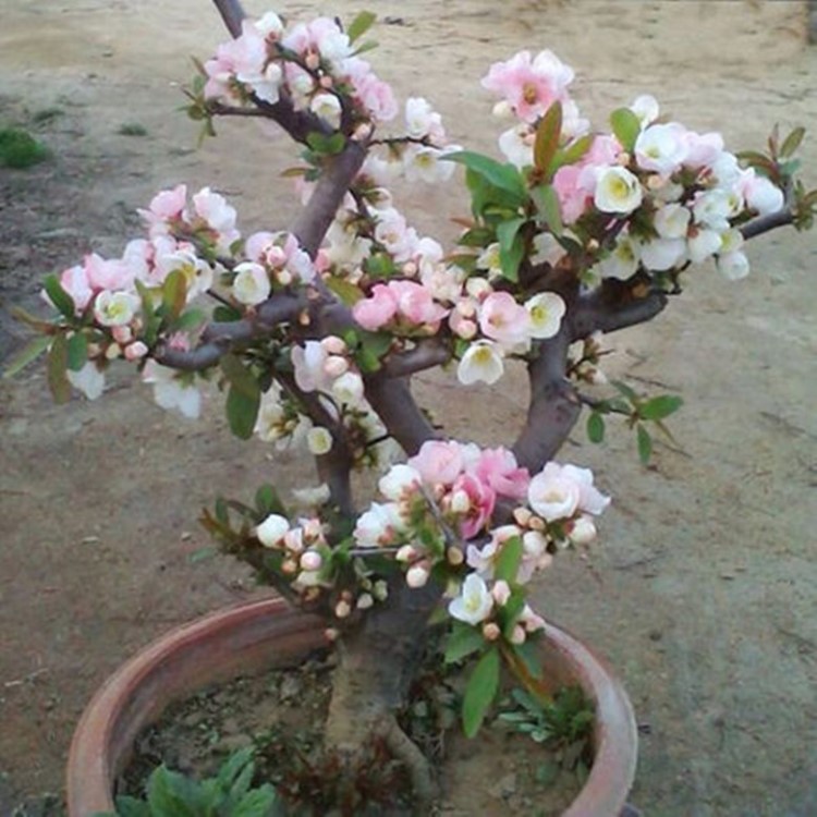 海棠花盆景四季開花重瓣日本海棠花樹苗老樁花卉盆栽觀花植物室內(nèi)