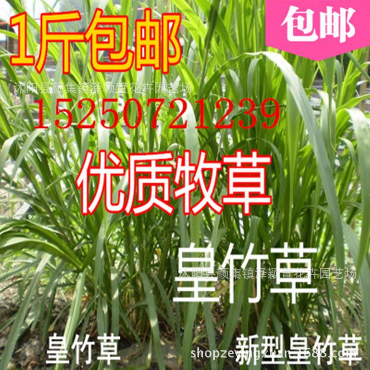 批發(fā)皇竹草種子 甜象草牧草種子 新型黃竹草種子產(chǎn)量高 包發(fā)芽率