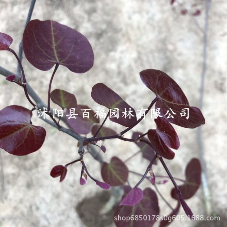 紫葉加拿大紫荊 嫁接苗 基地直銷產(chǎn)地批發(fā)價(jià)格園林綠化花灌木