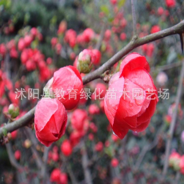 供應碧桃，紅花碧桃，紫葉碧桃，各種規格
