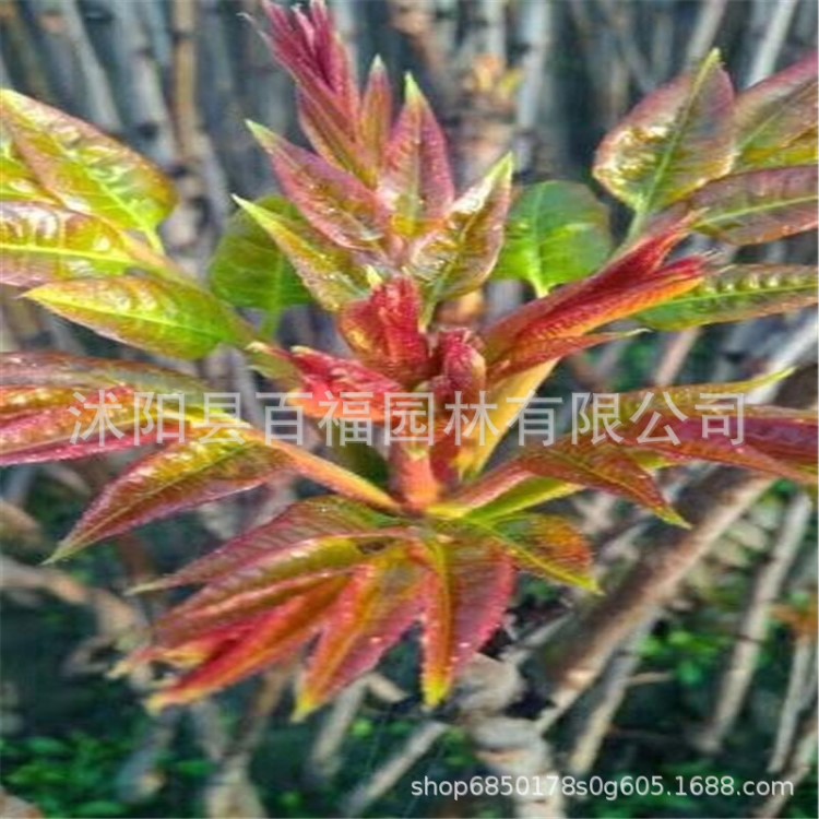 基地大量批發(fā) 大棚露天香椿苗產(chǎn)量高 紅香椿苗 紅油香椿樹苗 盆栽