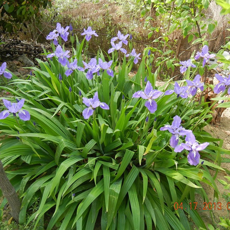 鳶尾花苗工程苗木鶯尾花蝴蝶花蝴蝶蘭苗花灌木花苗批發(fā)藍花苗