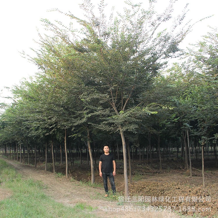 基地批發(fā)欒樹 供應綠化樹苗南欒 防護樹黃山欒樹規(guī)格