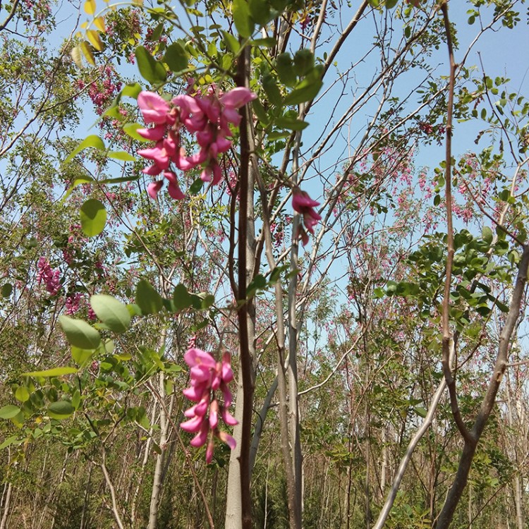 大量供应香花槐 规格 香花槐树苗 刺槐苗 多品种绿化苗批发