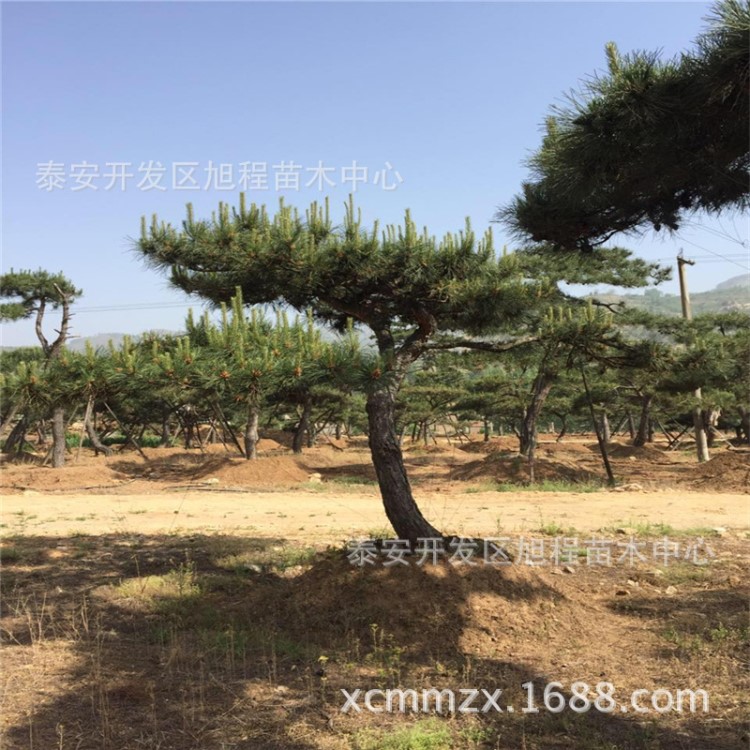 山東苗木基地現(xiàn)挖現(xiàn)售25公分 30公分造型景松 造型油松 造型黑松