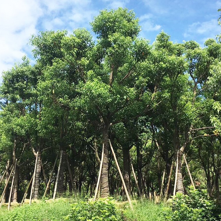 全冠香樟袋苗批发 多杆香樟种植基地 宏景全冠香樟庭院绿化樟木