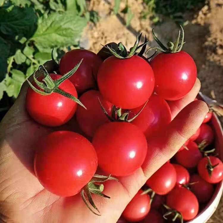 攀枝花自然成熟圣女果千禧果小番茄 櫻桃小西紅柿10斤裝 產(chǎn)地直發(fā)