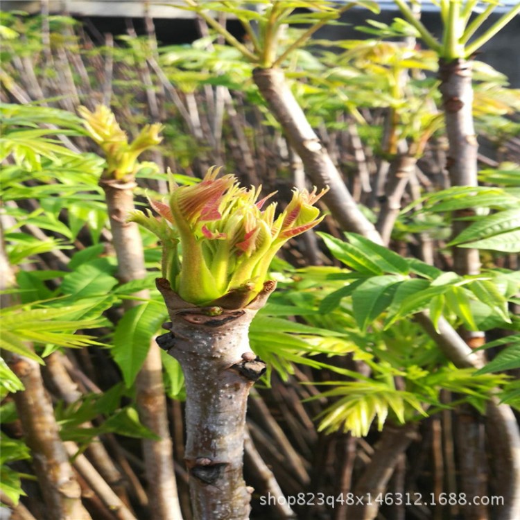 苗圃直銷大棚香椿苗 矮化香椿苗 當(dāng)年種植根系發(fā)達(dá)紅油香椿苗.