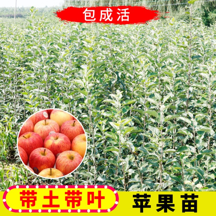 基地供應柱狀蘋果苗 泰安紅肉寒富蘋果苗 矮化蘋果樹苗批發