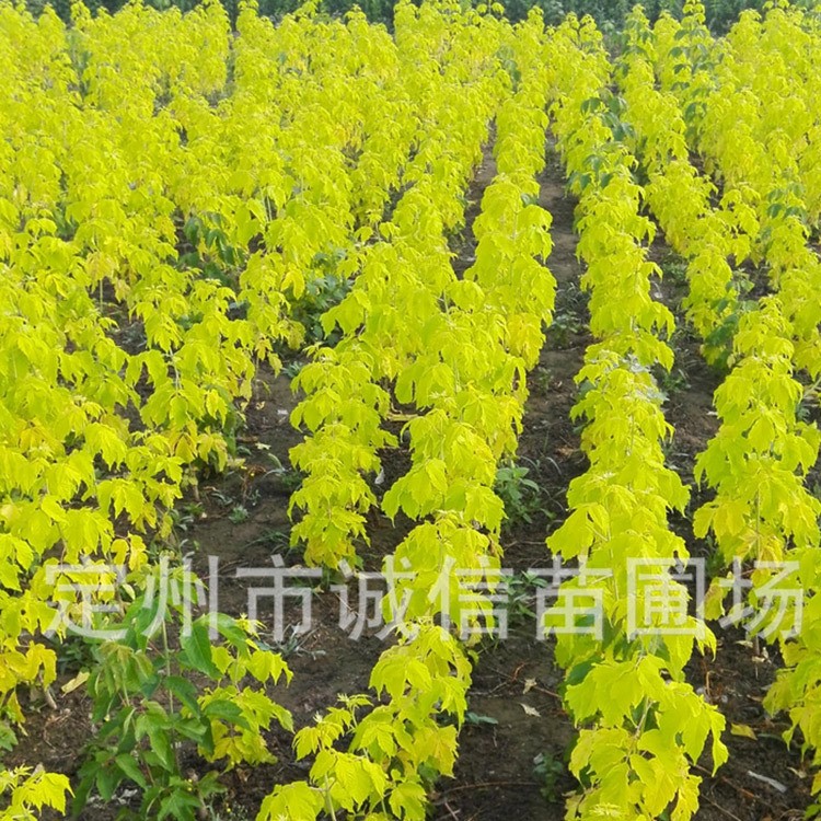 金葉復葉槭價格  河北金葉復葉槭  金葉復葉槭苗木基地