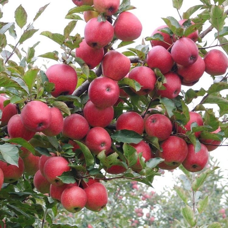 苹果树苗嫁接柱状盆栽地栽矮化南方北方种植无花果蓝莓樱桃银杏