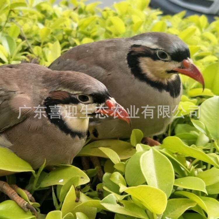 出售重慶鷓鴣苗價格萬州鷓鴣價格實(shí)惠廠家直銷出殼苗有養(yǎng)殖技術(shù)