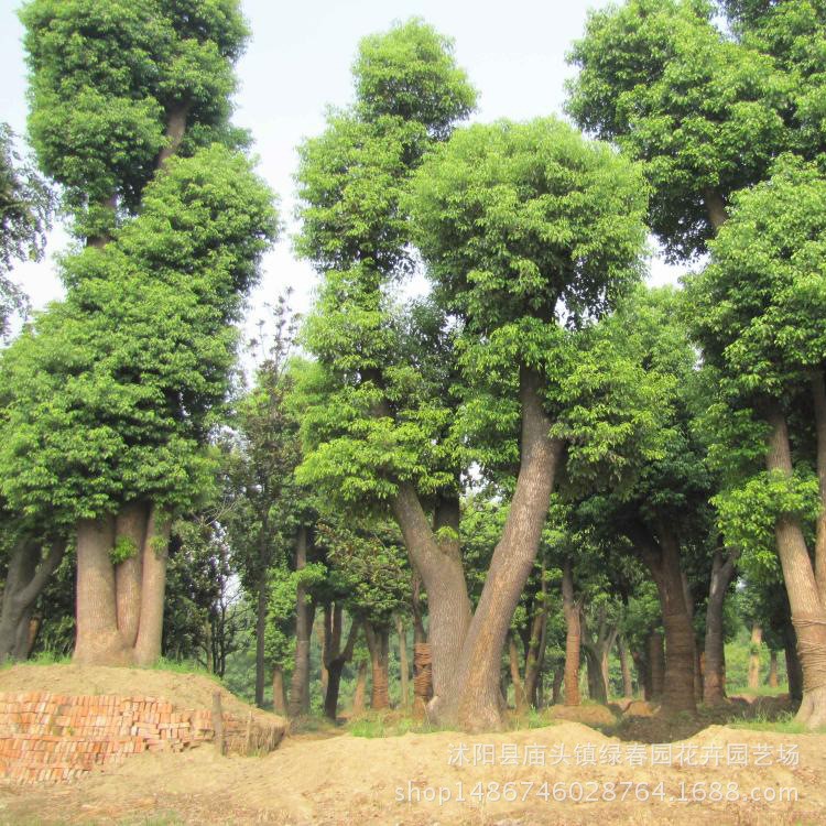 基地直銷(xiāo)香樟樹(shù)苗 香樟小苗 小葉香樟苗 香樟四季常青 品種