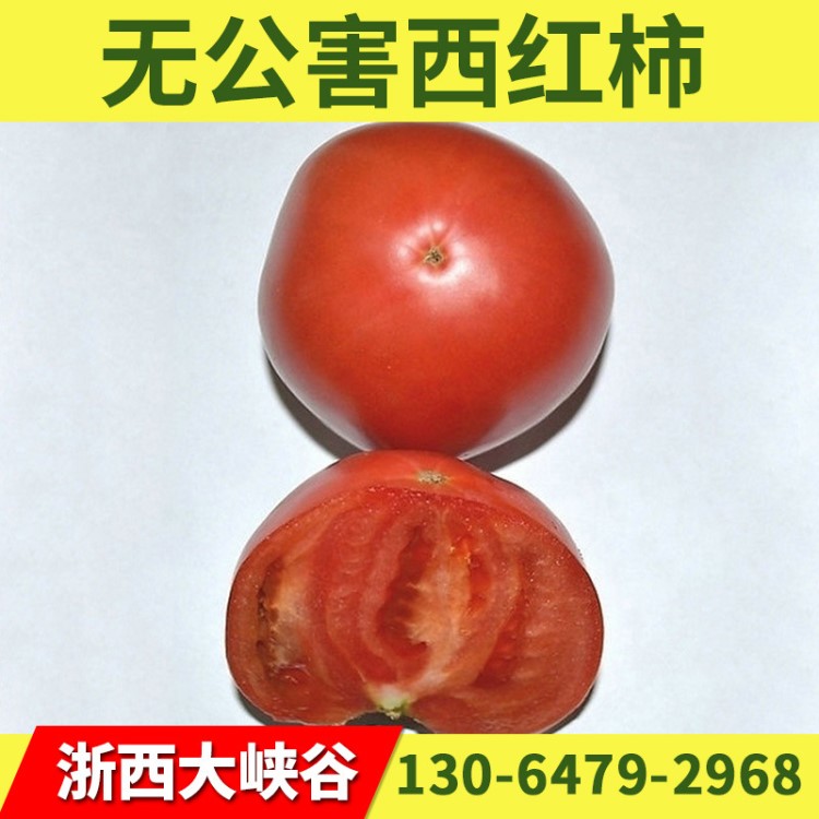 綠色食品蔬菜小西紅柿 多種新鮮蔬菜西紅柿批發(fā)基地直銷