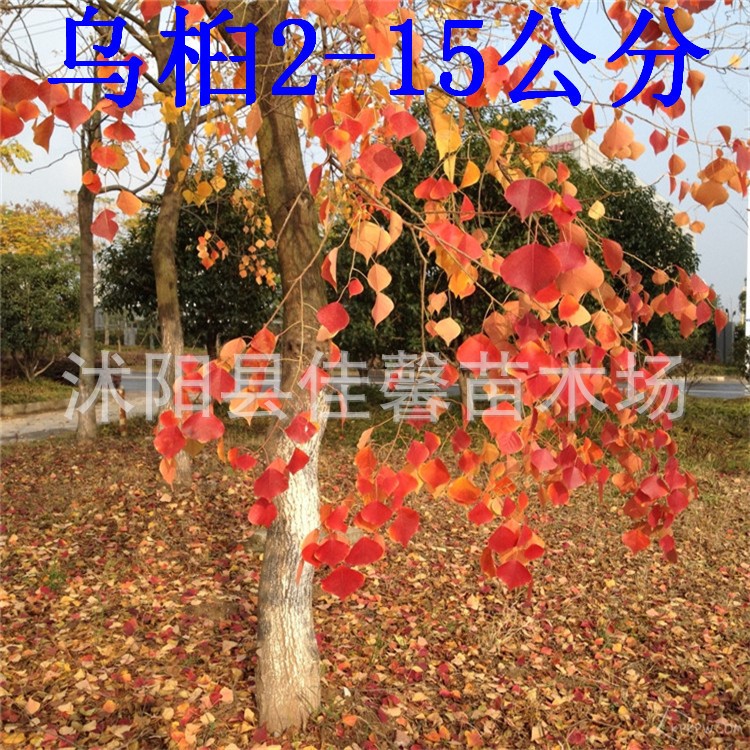 綠化工程苗紅葉烏桕樹苗 烏桕小苗 道路公園綠化彩葉樹種看苗定貨