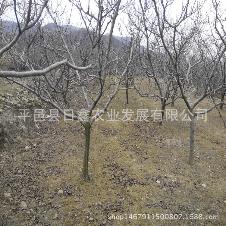 果园直销大山楂树12公分-15公分山楂树苗树形好当年结果