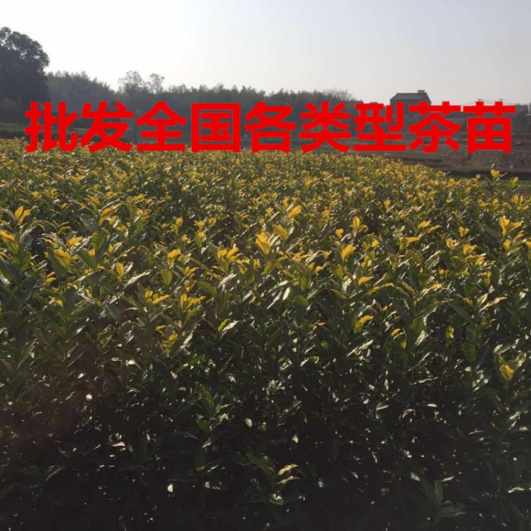 基地批發(fā)黃金芽黃茶烏牛早龍井43安吉白茶浙農(nóng)117綠茶茶苗茶葉苗