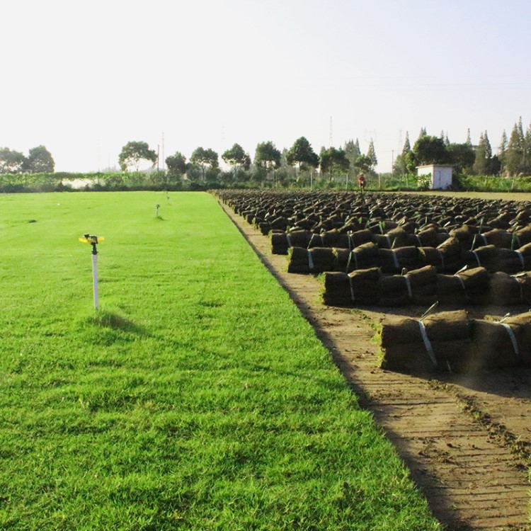 基地直銷四季常青百慕大草坪公園操場冷季型景觀草皮抗修剪易管理