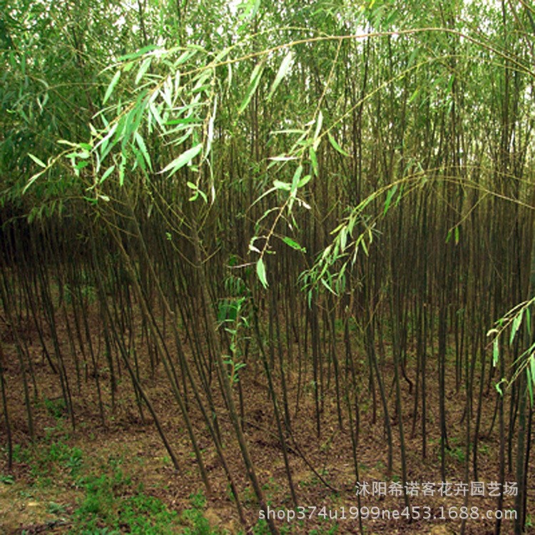 直銷綠化苗木垂柳樹苗直柳樹 垂柳苗速生柳樹苗 園林綠