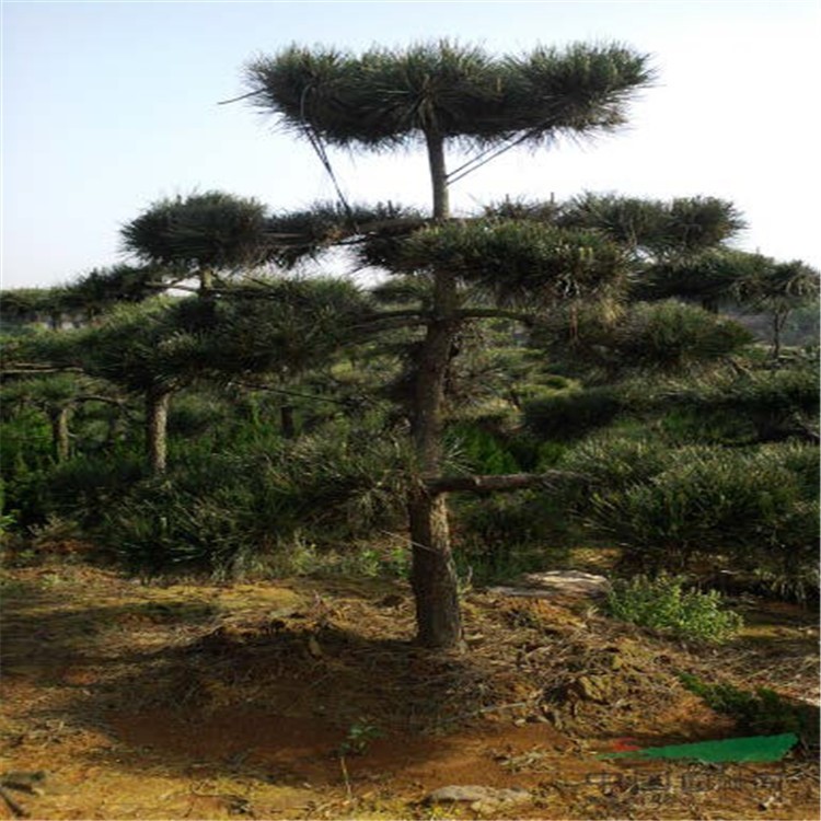 造型優(yōu)美黑松樹(shù) 不同形狀 各種規(guī)格黑松苗 造型景松苗木出售