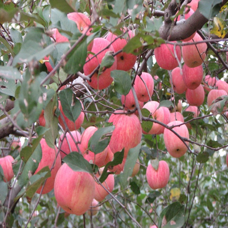 紅星蘋果價(jià)格_新紅星蘋果價(jià)格/批發(fā)報(bào)價(jià)_紅星蘋果價(jià)格供應(yīng)