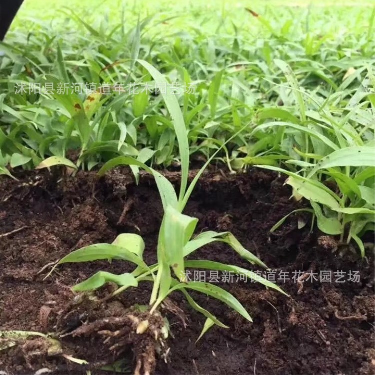 供应紫花三叉白芨苗 驯化种苗 白芨种苗 基地现挖带苗子大量供应