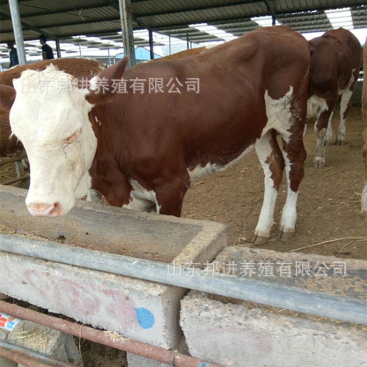 肉牛繁育养殖场 出售西门塔尔牛犊鲁西黄牛架子牛 利木赞