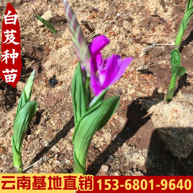 白芨種苗白芨種子白芨種苗白芨苗白芷苗種苗組培苗