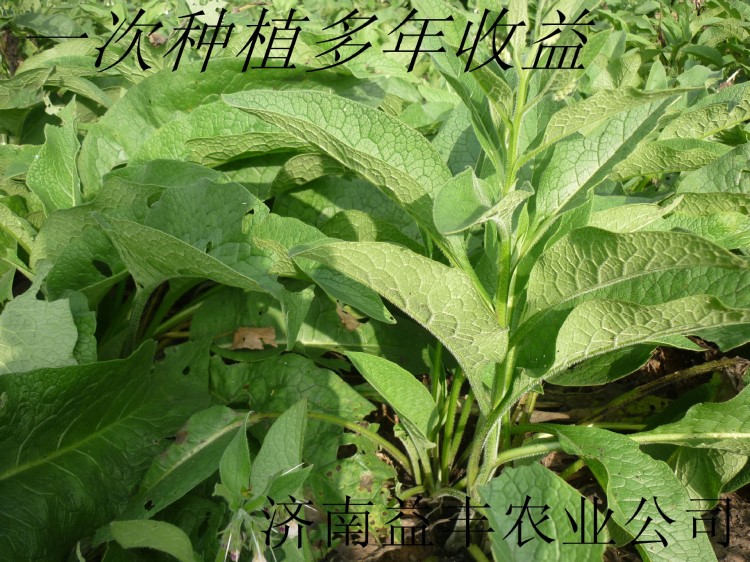 牧草種子品種(俄羅斯飼料菜)種根批發(fā)