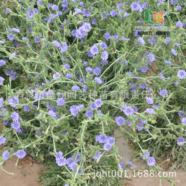 厂家直销花卉种子菊苣种子苦菊种子批发家庭园艺用花绿色食用种子