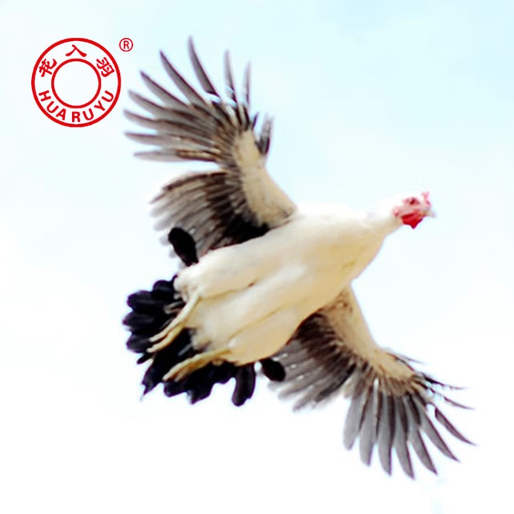 花入羽鹊山鸡公鸡